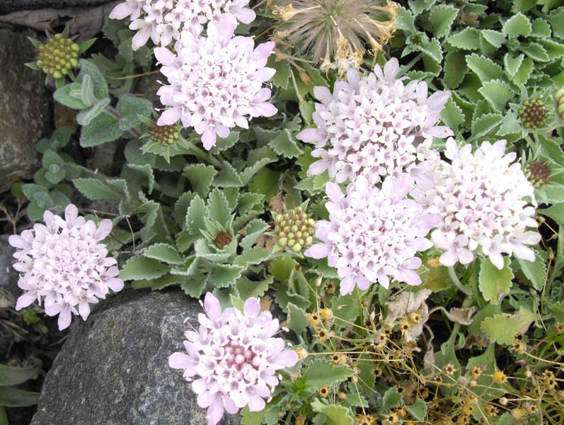 Pterocephalus perennis ssp perennis photo